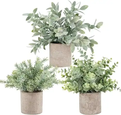 Potted Plants or Desk Decor